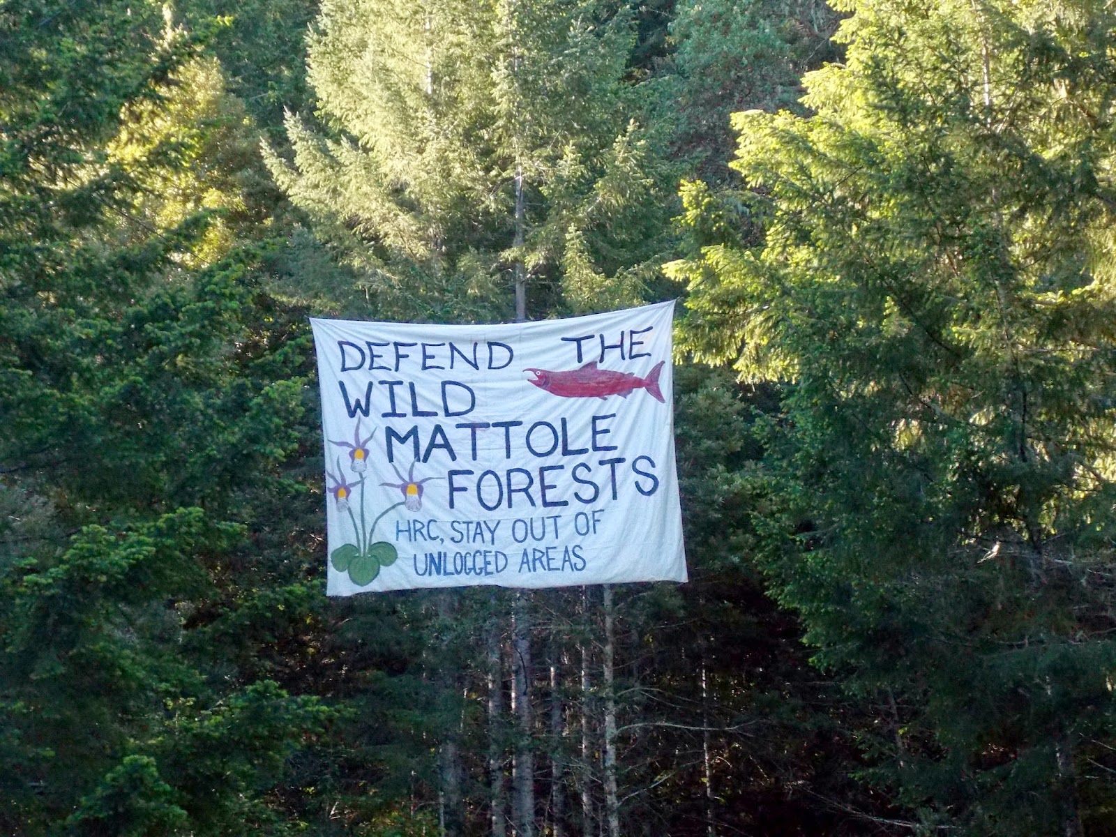 Defend the wild Mattole forests! HRC, stay out of unlogged areas!