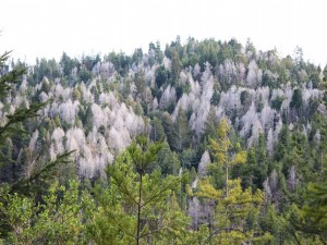 hack and squirt forestry in mendocino county