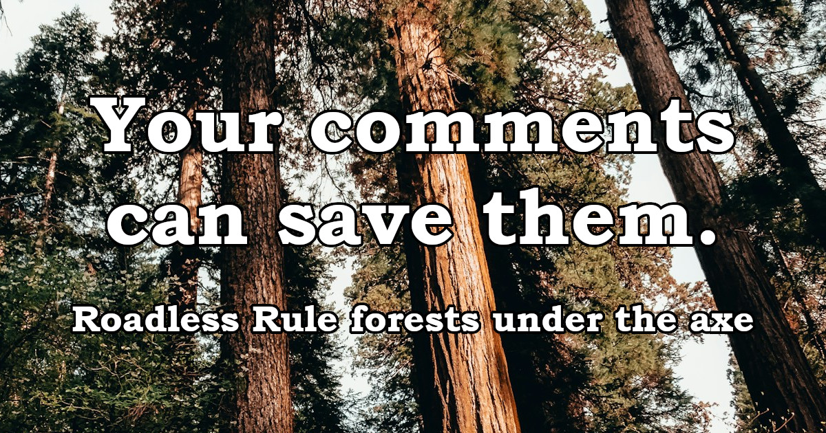 Your Comment needed today to save wild forests!