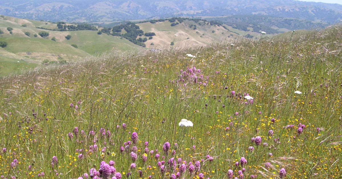 Central Valley Bioregion