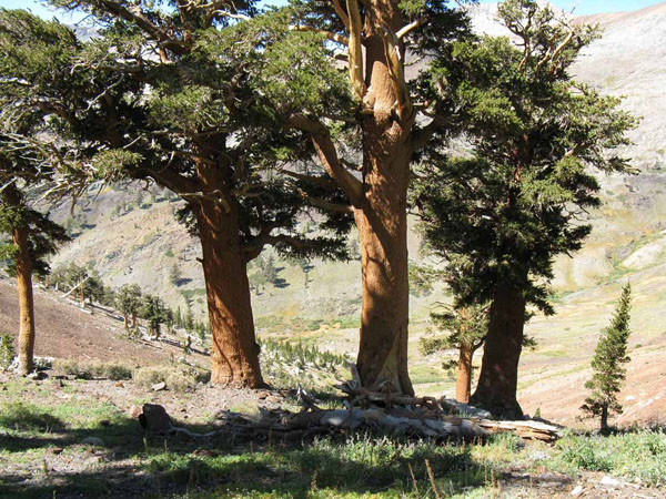 Golden Trout Wilderness, Sequoia National Forest. Photo by Paul Hughes.