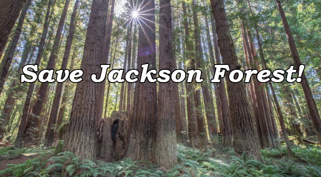   Save Jackson Forest Publicly owned redwoods' highest value is in preservation