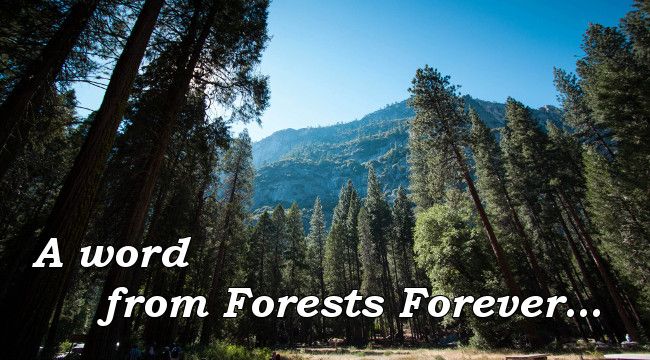 A word from Forests Forever...