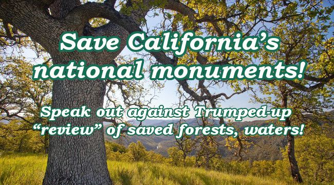 Save California's national monuments! Speak out against Trumped-up review of saved forests, waters!