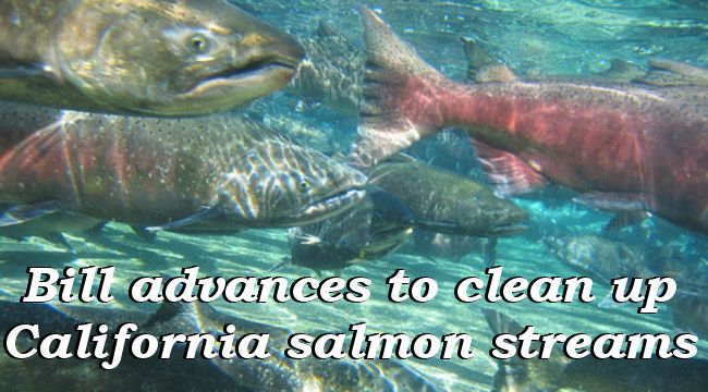 Bill advances to clean up California salmon streams