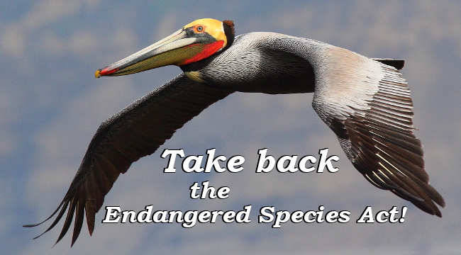 Take back Endangered Species Act