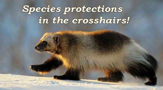 Species protections in the crosshairs
