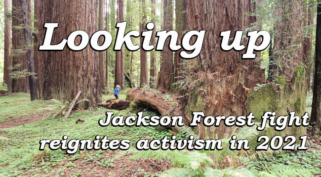 Looking up: Jackson Forest fight reignites activism in 2021