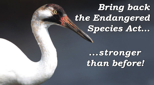 Bring back the Endangered Species Act... stronger than before!