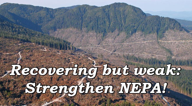 Recovering but weak: Strengthen NEPA!