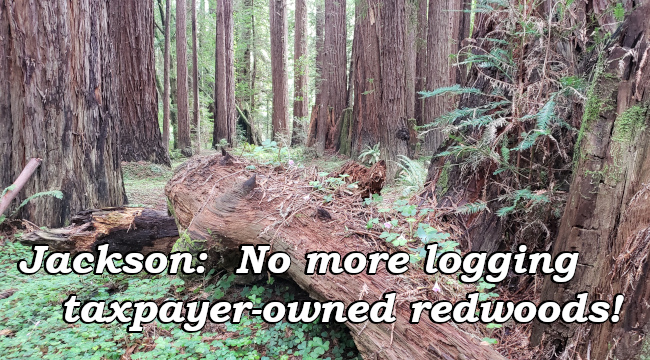 Jackson:  No more logging taxpayer-owned redwoods!