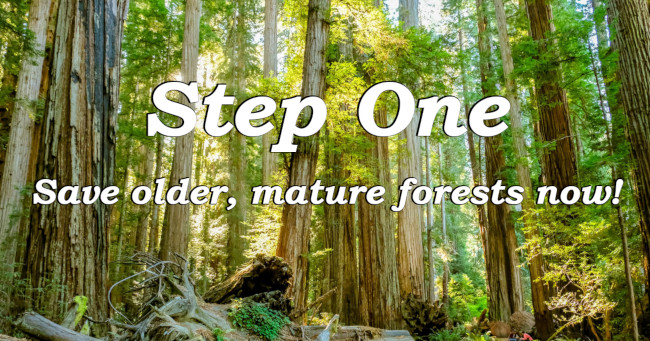 Step One: Save older, mature forests now!