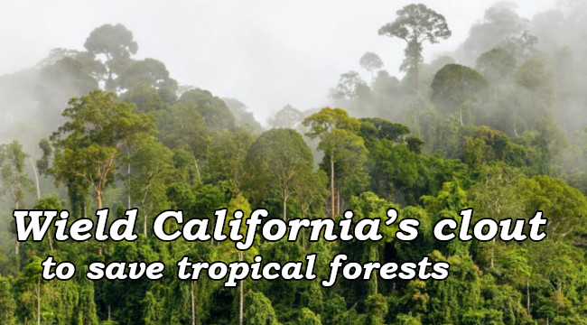 Wield California's clout to save tropical forests