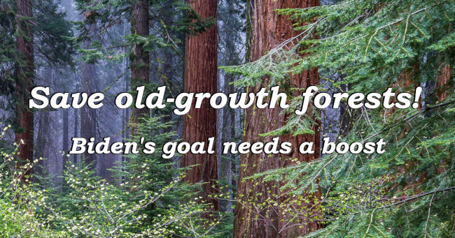 Save old-growth forests! Biden's goal needs a boost