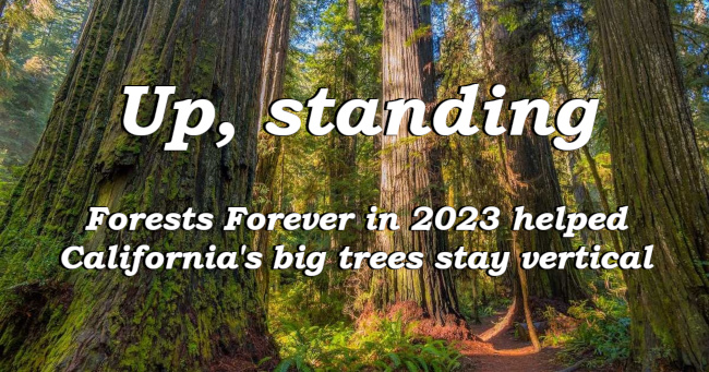 Up, standing: Forests Forever in 2023 helped California's big trees stay vertical