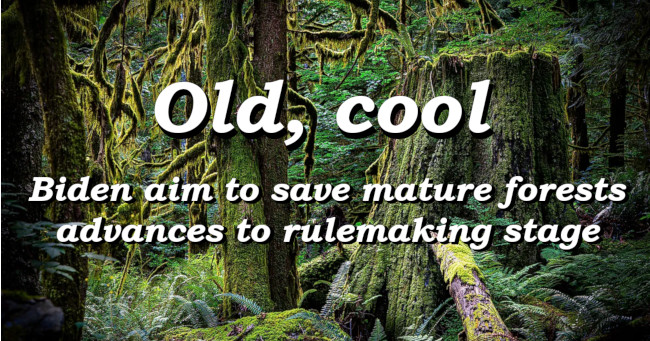Old, cool: Biden aim to save mature forests advances to rulemaking stage
