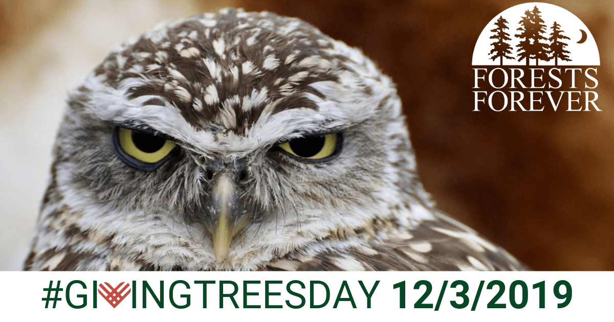 Giving Treesday 12/3/2019