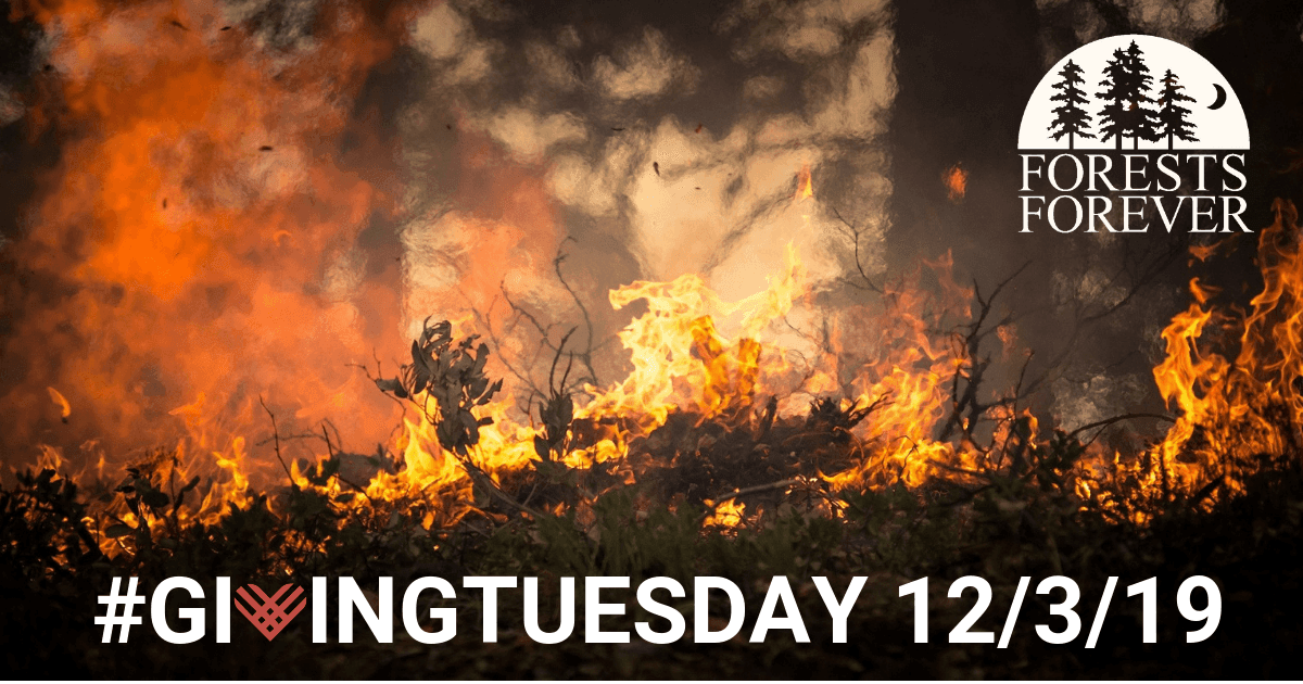 Giving Treesday 12/3/2019