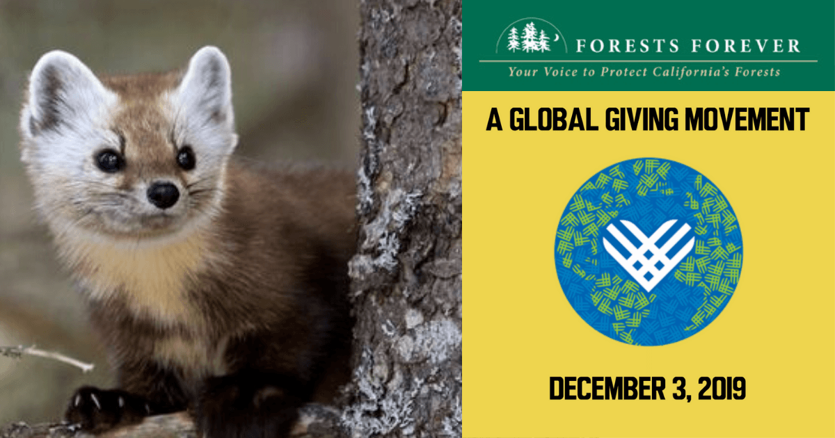 A GLOBAL GIVING MOVEMENT DECEMBER 3, 2019