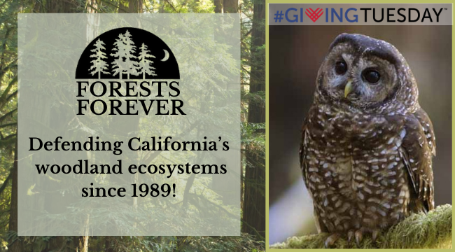 Tomorrow is Giving Tuesday and California's forests need your support.