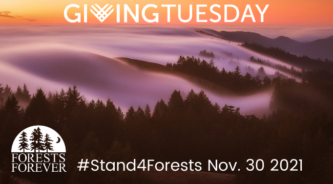 #GivingTuesday #Stand4Forests