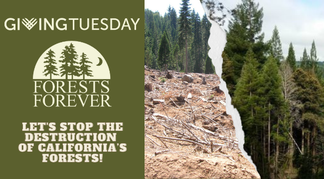 Let's Stop the destruction of California's forests!