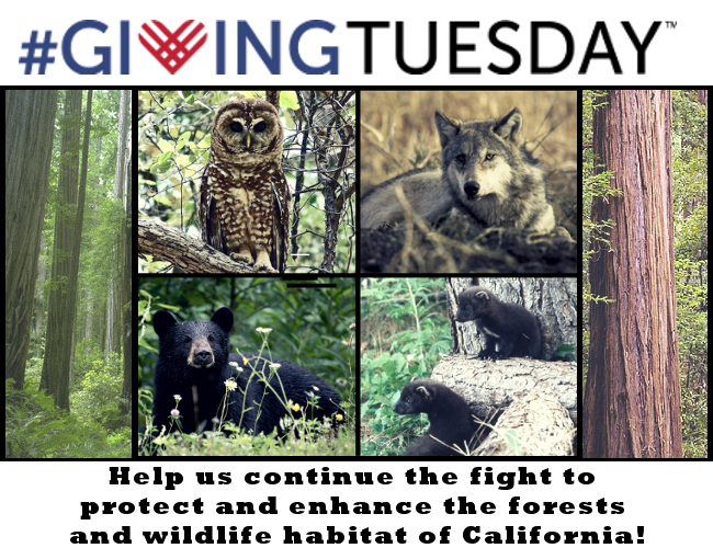 Help us continue the fight to protect and enhance the forests and willife habitat of California!