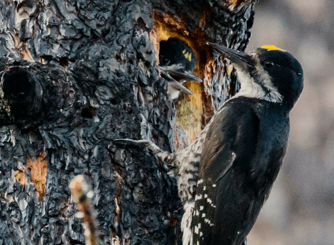 Black-backed woodpeckers burned forest makes its home in a burned forest