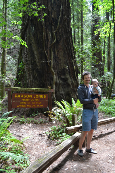 Muir Woods National Monument, California