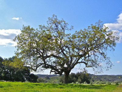 Oak picture here