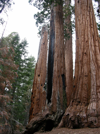 Giant Sequoia National Monument, California