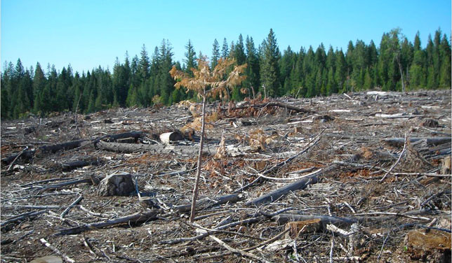 clearcut