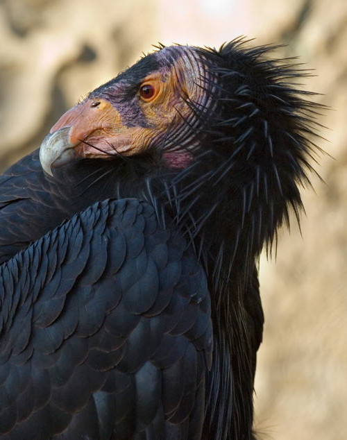 California condor