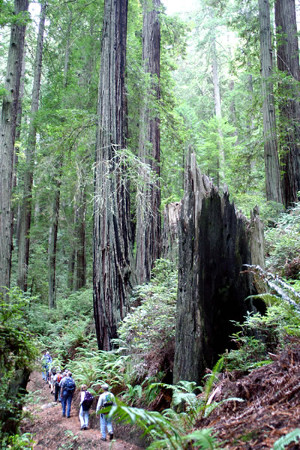 Headwaters Forest Reserve
