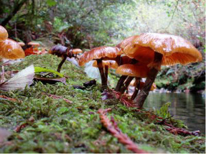 Headwaters Forest Reserve