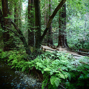 Muir Woods National Monument, California