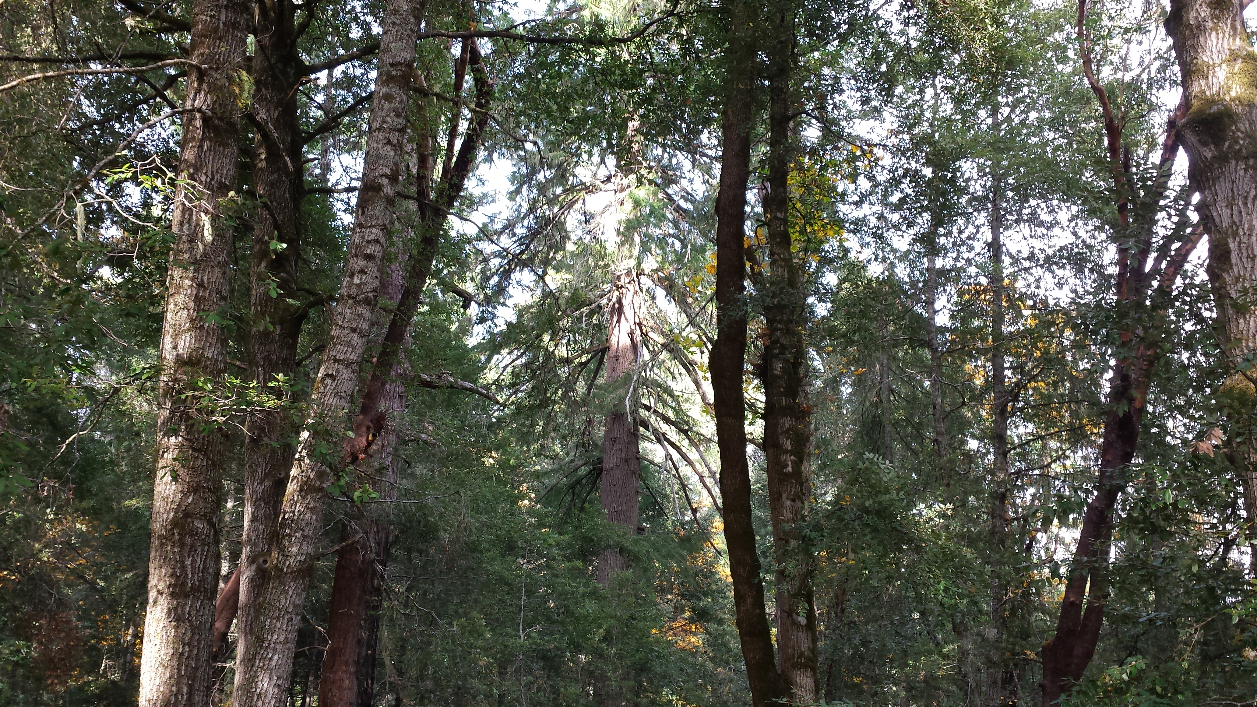 A healthy California Douglas-fir / tanoak forest